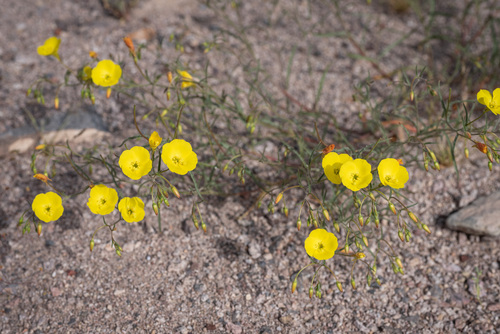 Mojave suncup (Camissonia campestris)