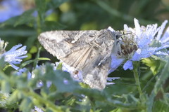 Plusiini