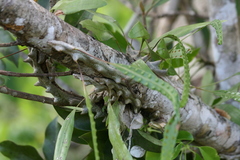 Lecanopteris sinuosa