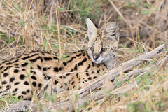 Leptailurus serval lipostictus