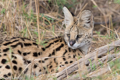 Leptailurus serval lipostictus