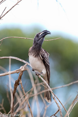 African Grey Hornbill photo 6