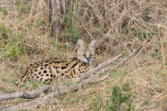 Leptailurus serval lipostictus