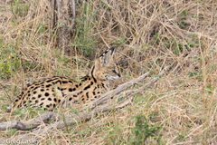 Leptailurus serval lipostictus