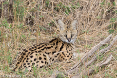 Leptailurus serval lipostictus