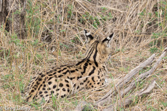 Leptailurus serval lipostictus