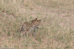 Leptailurus serval lipostictus