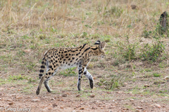 Leptailurus serval lipostictus