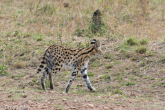 Leptailurus serval lipostictus