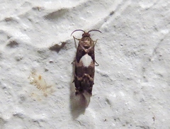 Cydia albimaculana