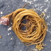 Mermaid's Tresses - Photo (c) ðejay (Orkney), some rights reserved (CC BY-NC), uploaded by ðejay (Orkney)