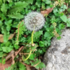 Taraxacum officinale image