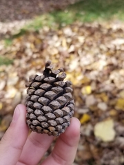 Pinus