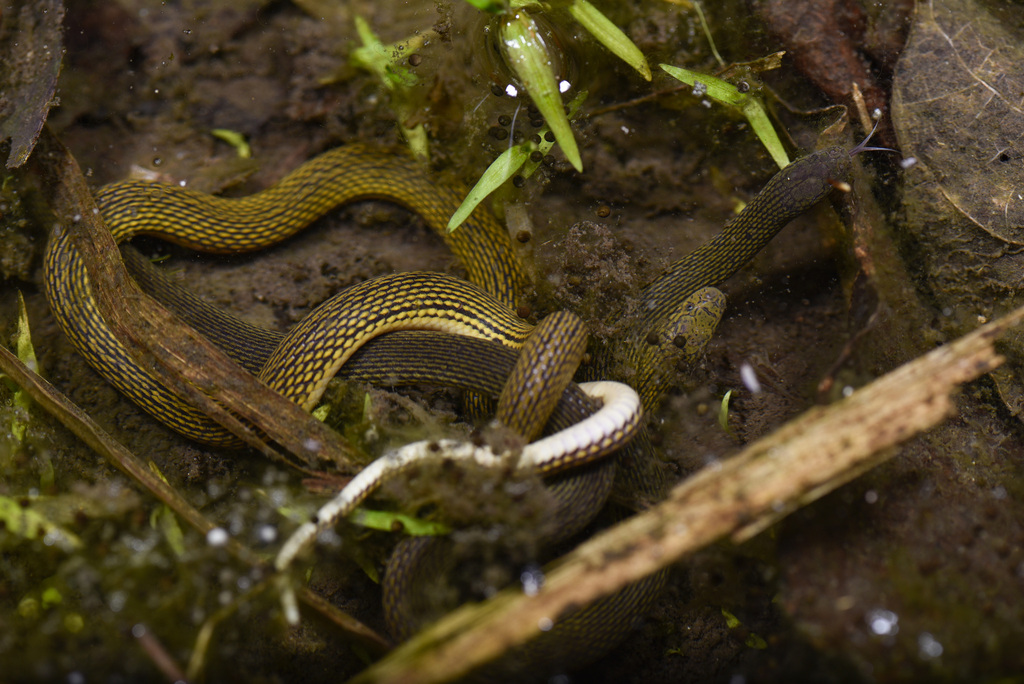 Sichuan Mountain Keelback from 中国福建省宁德市蕉城区 on May 3, 2023 at 08:51 PM ...