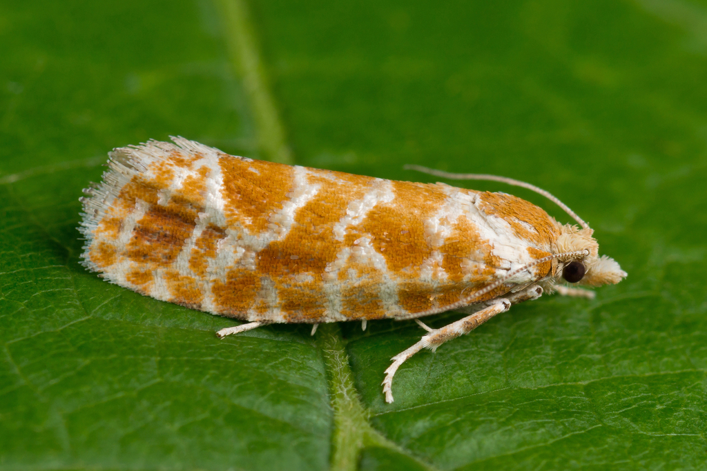 Orange-spotted Shoot