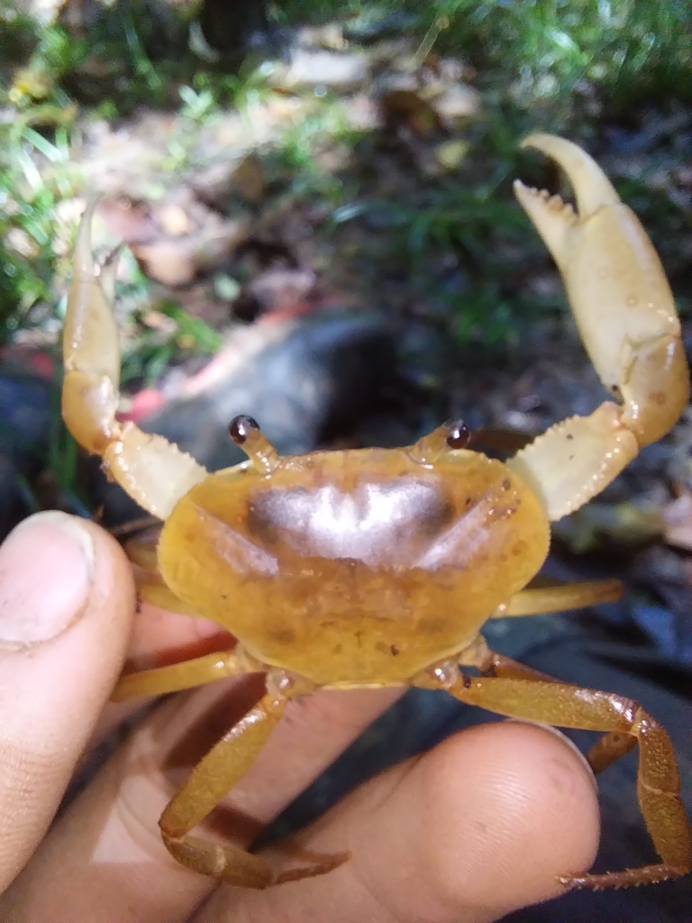 Microthelphusa