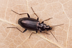 Agonum gracilipes