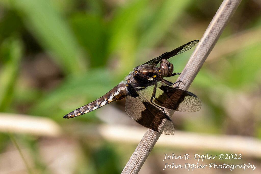 Common Whitetail from Woodbridge, VA 22191, USA on April 23, 2022 at 12 ...