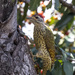 Green-backed Woodpecker - Photo (c) Greg Lasley, some rights reserved (CC BY-NC), uploaded by Greg Lasley