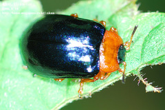 Plagiosterna adamsii