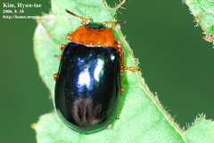 Plagiosterna adamsii