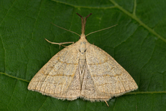 Polypogon tentacularia