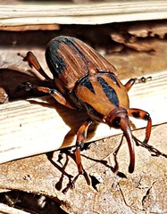 Metamasius sericeus