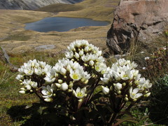 Gentianella bellidifolia