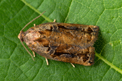 Archips oporana