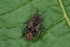 Sphragisticus nebulosus