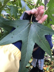 Cercospora liquidambaris
