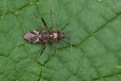 Phytocoris dimidiatus