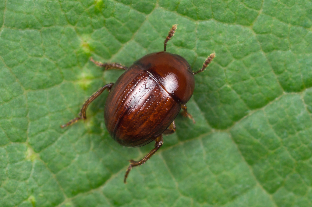Leiodes