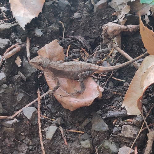 Greater forest agama, Japalura major