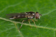 Platycheirus albimanus