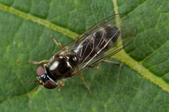 Platycheirus albimanus
