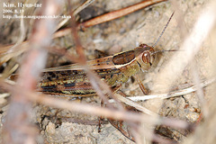 Shirakiacris shirakii