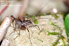 Diestrammena unicolor