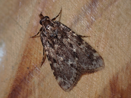 Stored grain moth