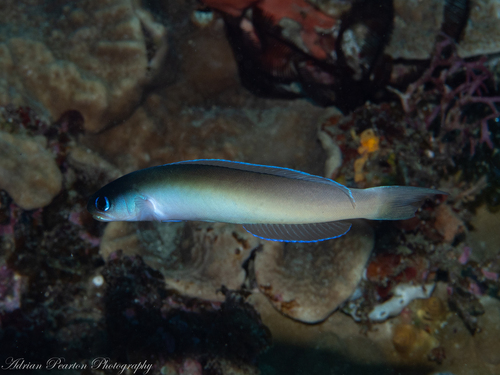 Hoplolatilus cuniculus observed 2023-04-29