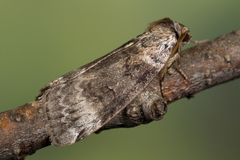Tetheella fluctuosa
