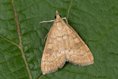 Udea fulvalis