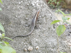 Zonosaurus madagascariensis