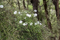 Calystegia tuguriorum
