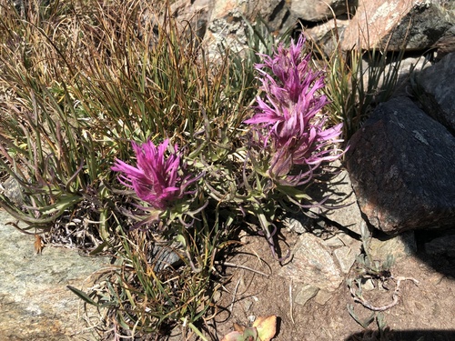 Hayden's paintbrush (Castilleja haydenii)