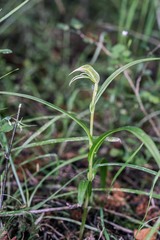 Pterostylis porrecta