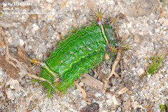 Narosoideus flavidorsalis