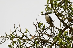 Anthreptes orientalis