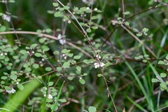 Teucrium parvifolium
