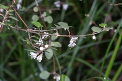 Teucrium parvifolium